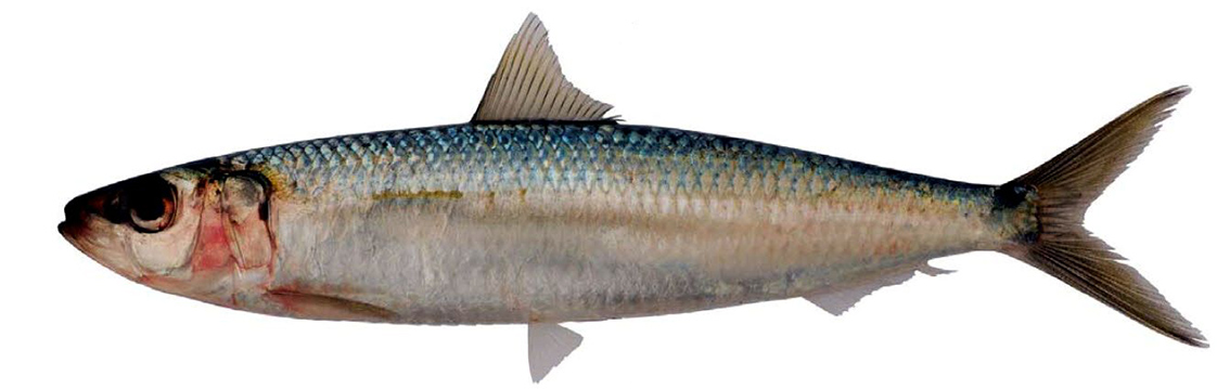 Sardinella aurita_03.jpg